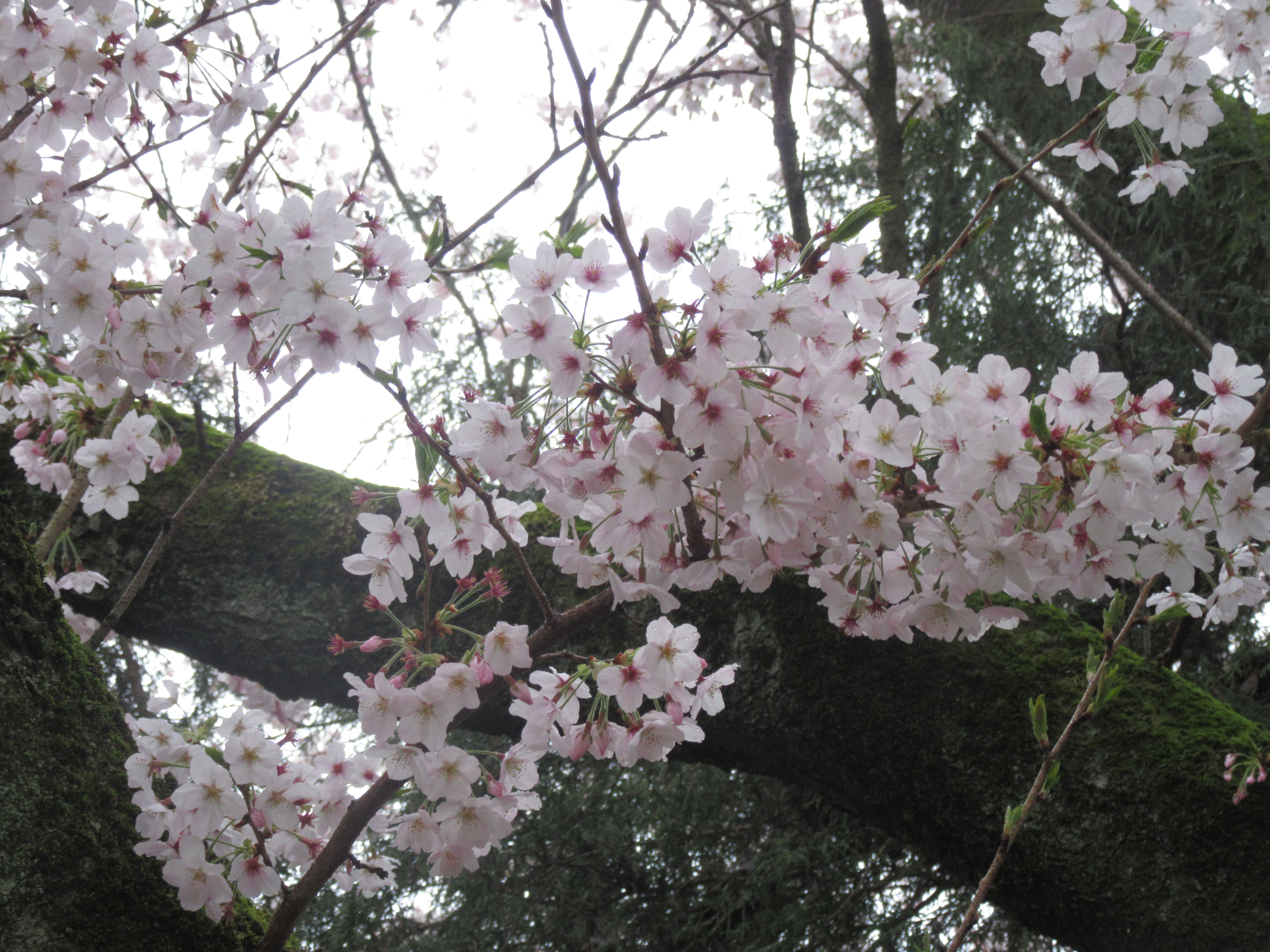 始業式の日の桜の写真