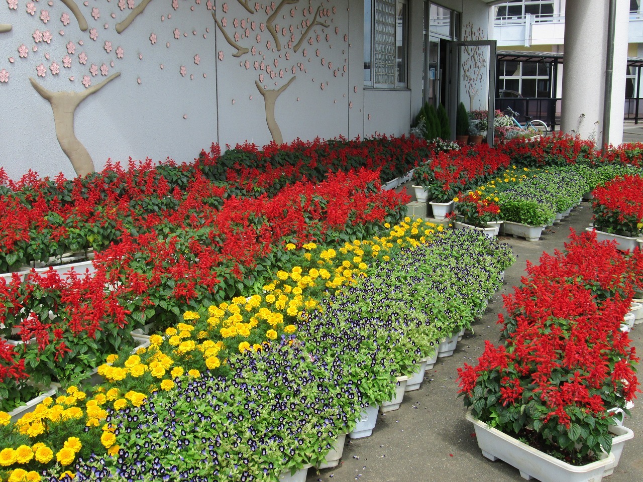 玄関前の花々