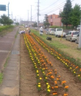 東京医大前の花壇写真