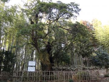 塙不動尊のタブノキ