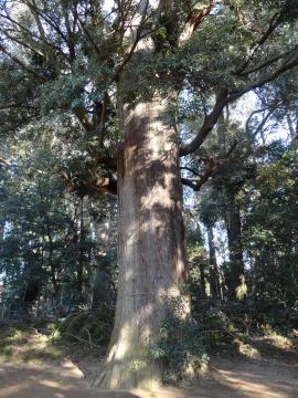 鹿島神社のやどり木