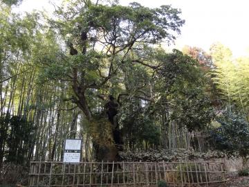 タブノキ