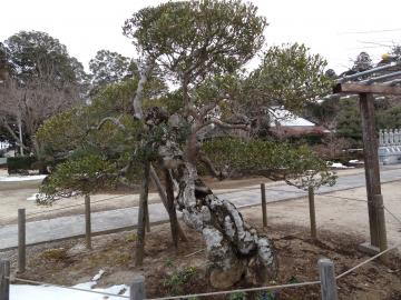 善照寺　モチノキ