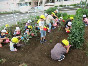 野菜の水やりの様子