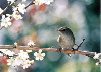 町の鳥『ウグイス』