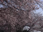 始業式の日の桜です。