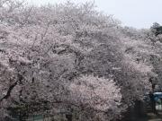 入学式の日の桜。