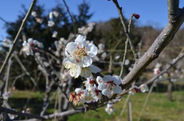 梅の花