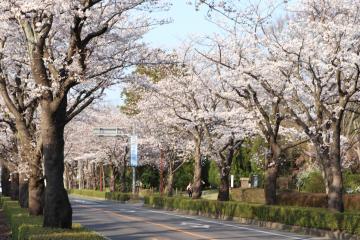 茨大通りの桜