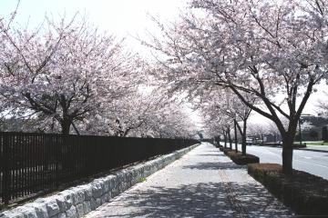 県立医療大学の桜